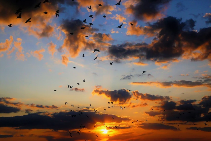 Swifts and sunsets